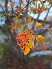Obraz premium Leaves Under the Sad Autumn Sun.