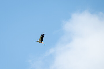White stork flying in a blue sky on a sunny day. A stork soaring high in the blue sky, its wings outstretched, with a large white cloud visible on the side, atmosphere of freedom