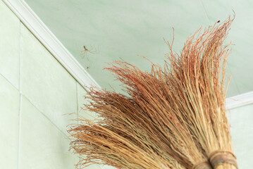 Person driving away spiders sitting in the corner of a room with a broom. Close-up of a straw broom being used to remove two daddy-long-legs spiders from a light-coloured ceiling