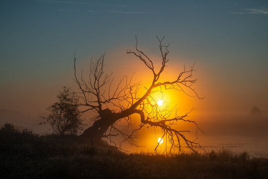 Silhouette of a dry leafless tree against a bright orange misty sunrise. A dry leafless tree, whose branches create a silhouette against the sunrise and misty lowlands, reflecting in the water