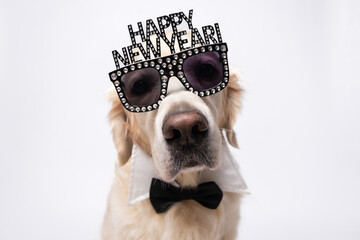 A dog wearing glasses is a Happy New Year. A golden retriever wearing shiny glasses, sitting on a white background. A New Year's card featuring the pet.