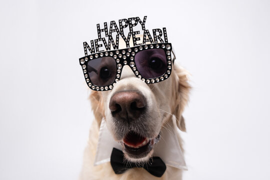 A dog wearing glasses is a Happy New Year. A golden retriever wearing shiny glasses, sitting on a white background. A New Year's card featuring the pet.