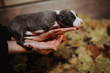 Mały szczeniak noworodek whippet leży na plecach © ZiraPhoto
