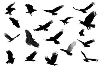 Obraz premium Set of black flying eagle silhouettes isolated on a white background.