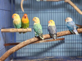 Beautiful Lovebird Pair Resting Together on a Perch