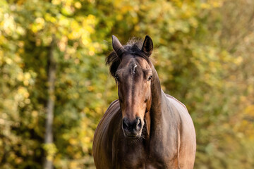 Obraz premium Dark bay warmblood gelding galloping freely on a grassy field during sunny autumn day