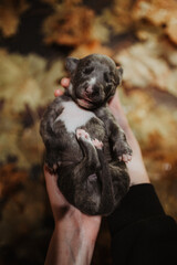 Mały szczeniak noworodek whippet leży na plecach