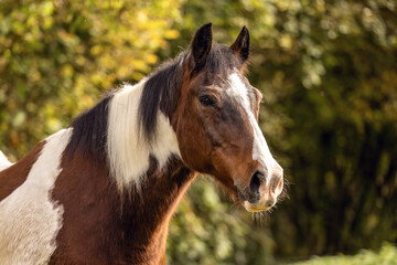 Fototapeta premium Senior pinto gelding with brown and white coat standing outdoors in soft autumn light