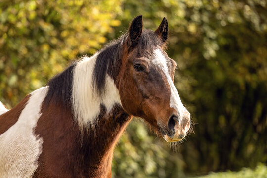 Senior pinto gelding with brown and white coat standing outdoors in soft autumn light