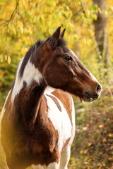 Fototapeta premium Senior pinto gelding with brown and white coat standing outdoors in soft autumn light
