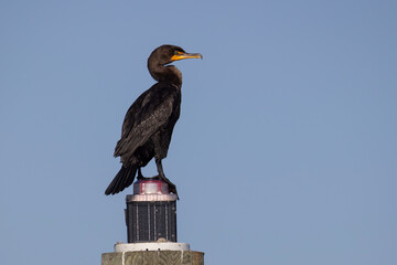 A double-crested cormorant perched on top of a channel marker light with a clean background. 