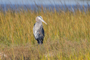 A great blue Herron standing among grasses in a salt marsh. 