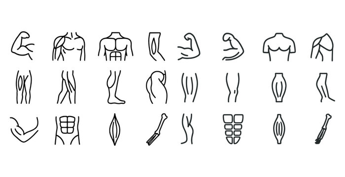 Human muscle anatomy icons: front and back body outline illustrations