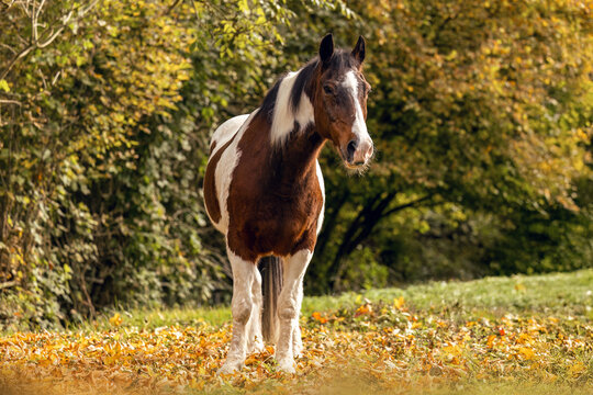 Older brown and white pinto gelding standing on fallen autumn leaves in soft warm outdoor light.