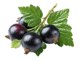Close-up of black berries with leaves.  Fresh, plump black berries cluster on a stem, glistening with water droplets.  Vibrant green leaves surround the fruit