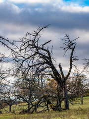 Abgestorbener Baum im Spätherbst