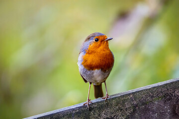 European Robin Perched on Wooden Fence in Natural Light