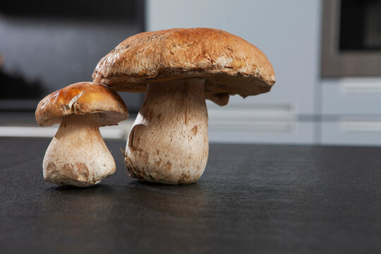Still life of porcini mushrooms, boletus edulis, on a kitchen counter