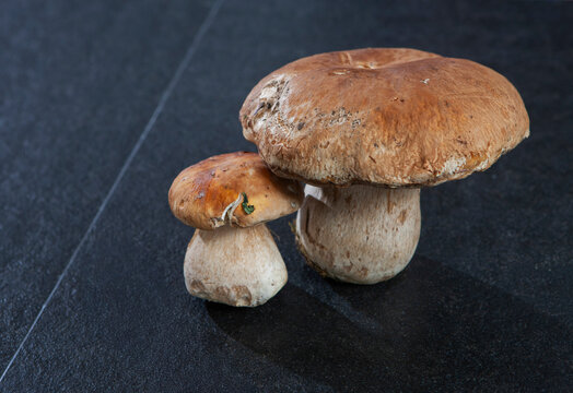 Still life of porcini mushrooms, boletus edulis, on a kitchen counter