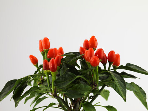 Still life of goji berry plant