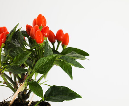Still life of goji berry plant