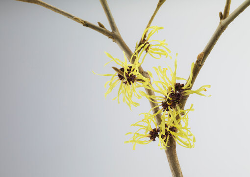Still life of hamamelis flowers on a branch