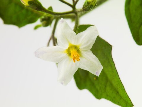 Still life of black nightshade flower