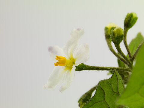 Still life of black nightshade flower
