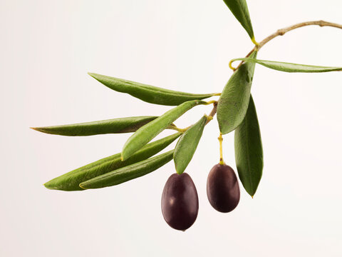Still life of olives on a branch
