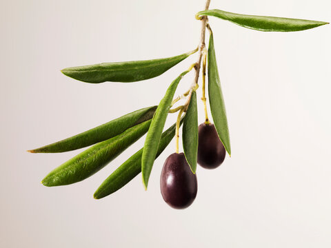Still life of olives on a branch