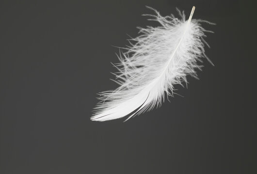 Still life of birds feather