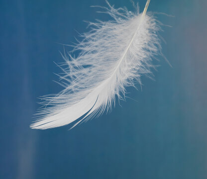 Still life of birds feather