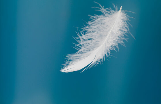 Still life of birds feather