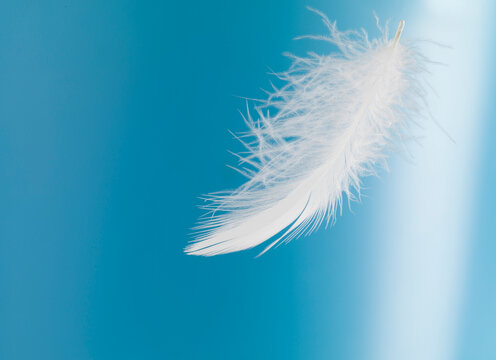 Still life of birds feather