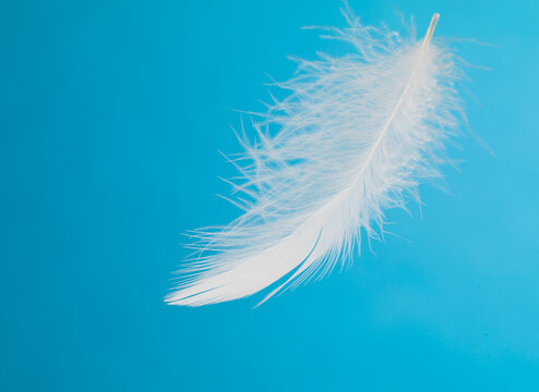 Still life of birds feather