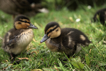Two little yellow and brown ducklings on grass