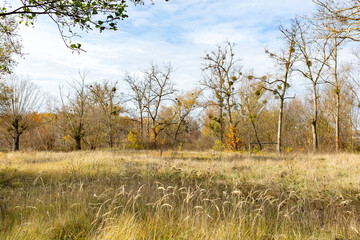 An abandoned sports field