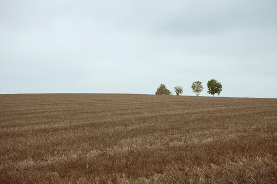 Field of winter wheat on a hill after cutting with four trees on the horizon 