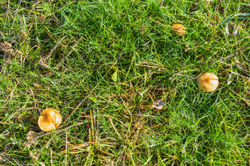 Grass and mushrooms