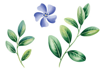 Naklejka premium Blue vinca flowers painted in soft watercolor tones. Botanical blue vinca petals illustration.