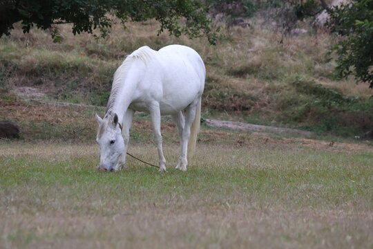 caballo blanco
