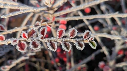 Macro close-up of red autumn Cotoneaster shrub leaves edged with thick white hoarfrost and ice crystals.
