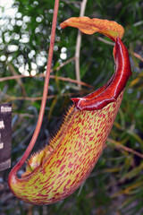Moscow State University Botanical Garden. Pitcher plant