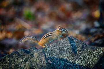 Eastern Chipmunk with an acorn