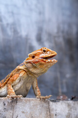 Close up portrait of a vibrant bearded dragon reptile with open mouth, showcasing detailed scales and natural texture against a neutral background for wildlife and nature photography.