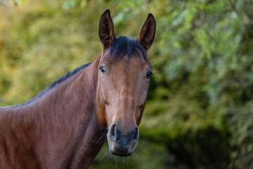 Obraz premium A bay Standardbred gelding looks calmly toward the camera while standing outdoors, surrounded by soft natural light and greenery.