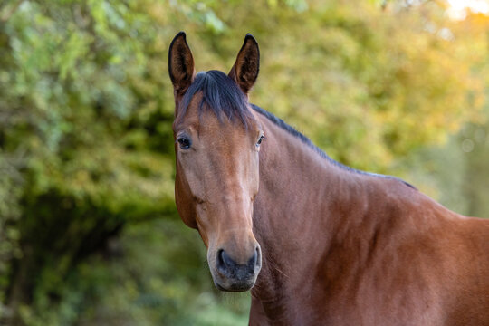 A bay Standardbred gelding looks calmly toward the camera while standing outdoors, surrounded by soft natural light and greenery.