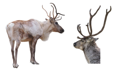 Male of reindeer (Rangifer tarandus), isolated on transparent background