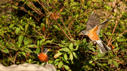 American robins drinking, congregating, and flying around birdbath. 