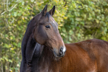 Obraz premium A bay warmblood gelding looks to the side while standing calmly outdoors, framed by soft natural light and autumn foliage.